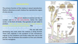 Obelia life cycle- polyp & medusa structure, difference between polyp &  medusa | PPT