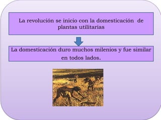 Practicas agrícolas incluyen la vegecultura, semicultura o una combinación de ambas.