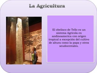 La Agricultura El obelisco de Tello es un sistema Agrícola en andinoamerica con origen tropical a excepción del cultivo de altura como la papa y otros seudocereales.