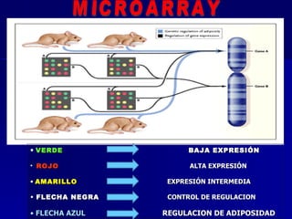 VERDE  BAJA EXPRESIÓN ROJO  ALTA EXPRESIÓN AMARILLO  EXPRESIÓN INTERMEDIA    FLECHA NEGRA   CONTROL DE REGULACION  FLECHA AZUL  REGULACION DE ADIPOSIDAD MICROARRAY 