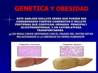 ESTE ANÁLISIS EXCLUYE GENES QUE PUEDEN SER CONSIDERADOS FUERTES CANDIDATOS E INCLUYE PROTEÍNAS QUE CODIFICAN: URINARIA  PRINCIPAL1 GLICOTRANSFERASA, Y UN CATIÓN-ATPASA TRANSPORTADORA   ¿ LOS RESULTADOS OBTENIDOS CON EL HÍGADO DEL RATÓN ESTAN RELACIONADOS A LA OBESIDAD EN SERES HUMANOS ?  GENETICA  Y OBESIDAD 
