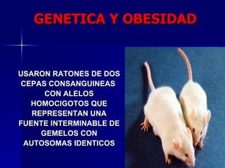 USARON RATONES DE DOS CEPAS CONSANGUINEAS  CON ALELOS HOMOCIGOTOS QUE REPRESENTAN UNA FUENTE INTERMINABLE DE GEMELOS CON AUTOSOMAS IDENTICOS GENETICA Y OBESIDAD 
