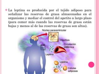 La leptina es producida por el tejido adiposo para señalizar las reservas de grasa almacenadas en el organismo y mediar el control del apetito a largo plazo (para comer más cuando las reservas de grasa están bajas y menos al de las reservas de grasa son altas).  