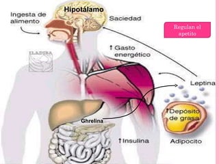 Hipotálamo Ghrelina  Regulan el apetito 
