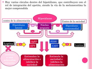 Hay varios círculos dentro del hipotálamo, que contribuyen con el rol de integración del apetito, siendo la vía de la melanocortina la mejor comprendida Hipotálamo Núcleo arquato Hipotálamo ventromedial Hipotálamo lateral centro de la alimentación  Centro de la saciedad  conexiones + - - + Leptina Leptina - + conduce a una sobrealimentación NPY AgRP POMC Estimulan la alimentación e inhiben la saciedad Estimula la saciedad e inhiben la alimentación CART 