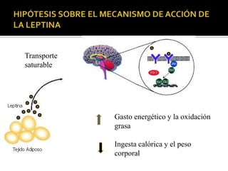 Transporte
saturable




             Gasto energético y la oxidación
             grasa

             Ingesta calórica y el peso
             corporal
 