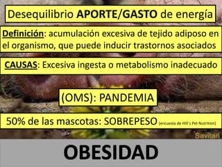 (OMS): PANDEMIA
Desequilibrio APORTE/GASTO de energía
Definición: acumulación excesiva de tejido adiposo en
el organismo, que puede inducir trastornos asociados
50% de las mascotas: SOBREPESO(encuesta de Hill´s Pet Nutrition)
CAUSAS: Excesiva ingesta o metabolismo inadecuado
 