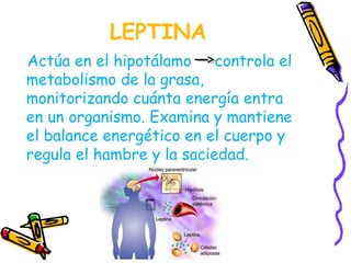 LEPTINA 
Actúa en el hipotálamo controla el 
metabolismo de la grasa, 
monitorizando cuánta energía entra 
en un organismo. Examina y mantiene 
el balance energético en el cuerpo y 
regula el hambre y la saciedad. 
 