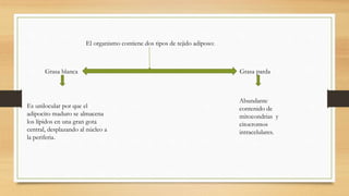 El organismo contiene dos tipos de tejido adiposo:
Grasa blanca Grasa parda
Es unilocular por que el
adipocito maduro se almacena
los lípidos en una gran gota
central, desplazando al núcleo a
la periferia.
Abundante
contenido de
mitocondrias y
citocromos
intracelulares.
 