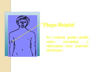 Pliegue Bicipital

 Es vertical, punto medio
 entre      acromion    y
 olécranon cara anterior
 del brazo.
 