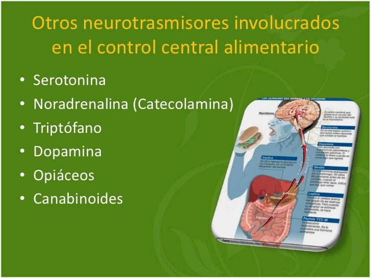 Obesidad diapo Obesidad diapo
