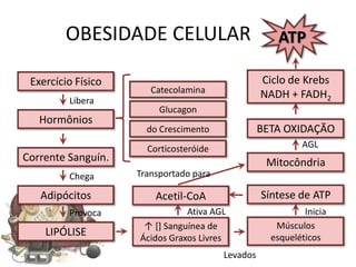 OBESIDADE CELULAR                            ATP

 Exercício Físico                                 Ciclo de Krebs
                       Catecolamina               NADH + FADH2
         Libera
                         Glucagon
   Hormônios
                      do Crescimento              BETA OXIDAÇÃO
                      Corticosteróide                      AGL
Corrente Sanguín.                                  Mitocôndria
         Chega      Transportado para

   Adipócitos           Acetil-CoA                Síntese de ATP
         Provoca               Ativa AGL                    Inicia
                     ↑ [] Sanguínea de               Músculos
    LIPÓLISE        Ácidos Graxos Livres            esqueléticos
                                        Levados
 