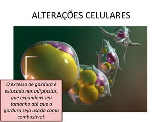 ALTERAÇÕES CELULARES




 O excesso de gordura é
estocado nos adipócitos,
   que expandem seu
   tamanho até que a
gordura seja usada como
      combustível.
 