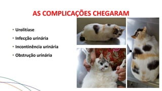 AS COMPLICAÇÕES CHEGARAM
• Urolitíase
• Infecção urinária
• Incontinência urinária
• Obstrução urinária
 
