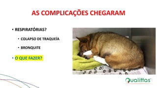 AS COMPLICAÇÕES CHEGARAM
• RESPIRATÓRIAS?
• COLAPSO DE TRAQUEÍA
• BRONQUITE
• O QUE FAZER?
 
