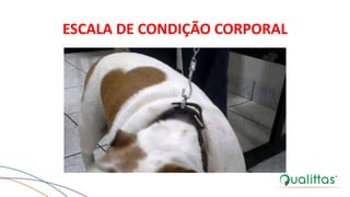 ESCALA DE CONDIÇÃO CORPORAL
 