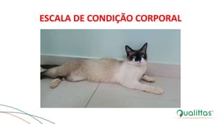 ESCALA DE CONDIÇÃO CORPORAL
 
