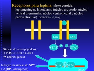 Receptores para leptina:   plexo coróide ,  leptomeninges, hipotálamo (núcleo arqueado, núcleo ventral premamilar, núcleo ventromedial e núcleo paraventricular).  (MERCER et al.,1996)  DNA Síntese de neuropeptídeos  ( POMC,CRH e CART    anorexígenos) Inibição da síntese de NPY e AgRP ( orexígenos) JAK JAK STAT P STAT P STAT STAT P P 