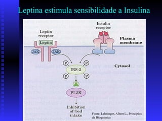 Leptina estimula sensibilidade a Insulina Fonte: Lehninger, Albert L., Princípios da Bioquímica 