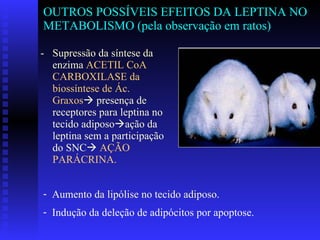 OUTROS POSSÍVEIS EFEITOS DA LEPTINA NO METABOLISMO (pela observação em ratos) Supressão da síntese da enzima   ACETIL CoA CARBOXILASE da biossíntese de Ác. Graxos   presença de receptores para leptina no tecido adiposo  ação da leptina sem a participação do SNC    AÇÃO PARÁCRINA.  Aumento da lipólise no tecido adiposo.  Indução da deleção de adipócitos por apoptose. 