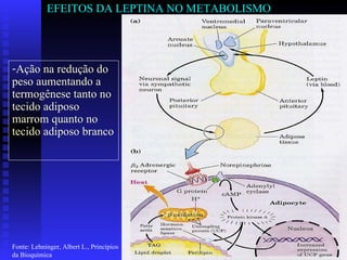 EFEITOS DA LEPTINA NO METABOLISMO Ação na redução do peso aumentando a termogênese tanto no tecido adiposo marrom quanto no tecido adiposo branco Fonte: Lehninger, Albert L., Princípios da Bioquímica 
