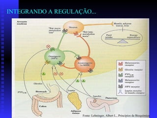 INTEGRANDO   A REGULAÇÃO... Fonte: Lehninger, Albert L., Princípios da Bioquímica 