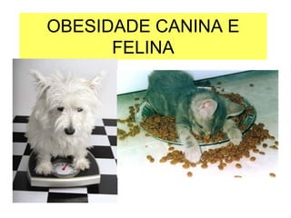 OBESIDADE CANINA E
      FELINA
 