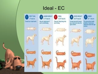Ideal - EC  