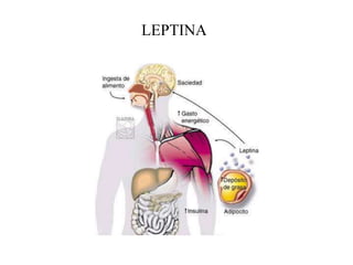 LEPTINA
 