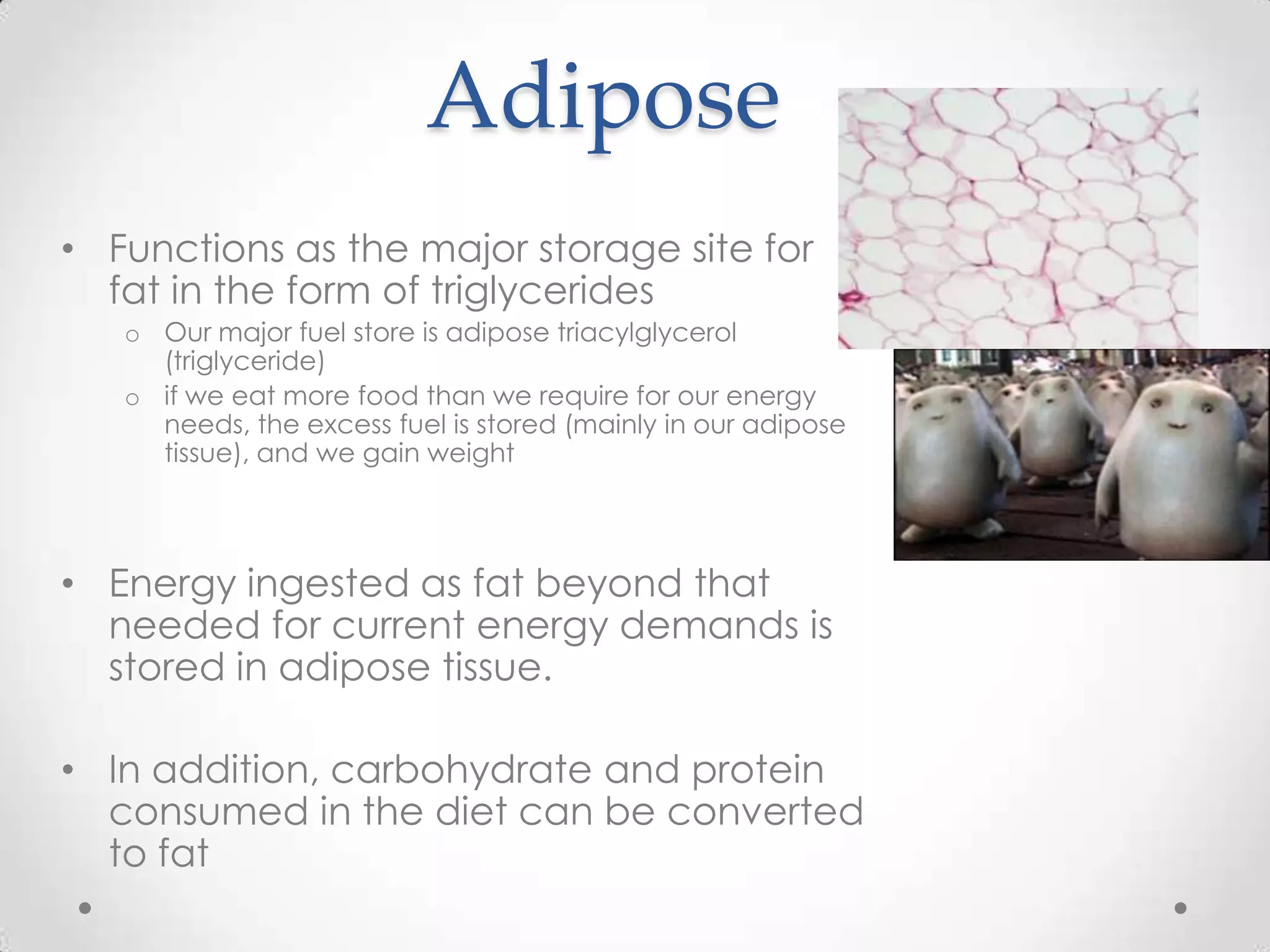 Adipose
• Functions as the major storage site for
fat in the form of triglycerides
o Our major fuel store is adipose triacylglycerol
(triglyceride)
o if we eat more food than we require for our energy
needs, the excess fuel is stored (mainly in our adipose
tissue), and we gain weight
• Energy ingested as fat beyond that
needed for current energy demands is
stored in adipose tissue.
• In addition, carbohydrate and protein
consumed in the diet can be converted
to fat
 