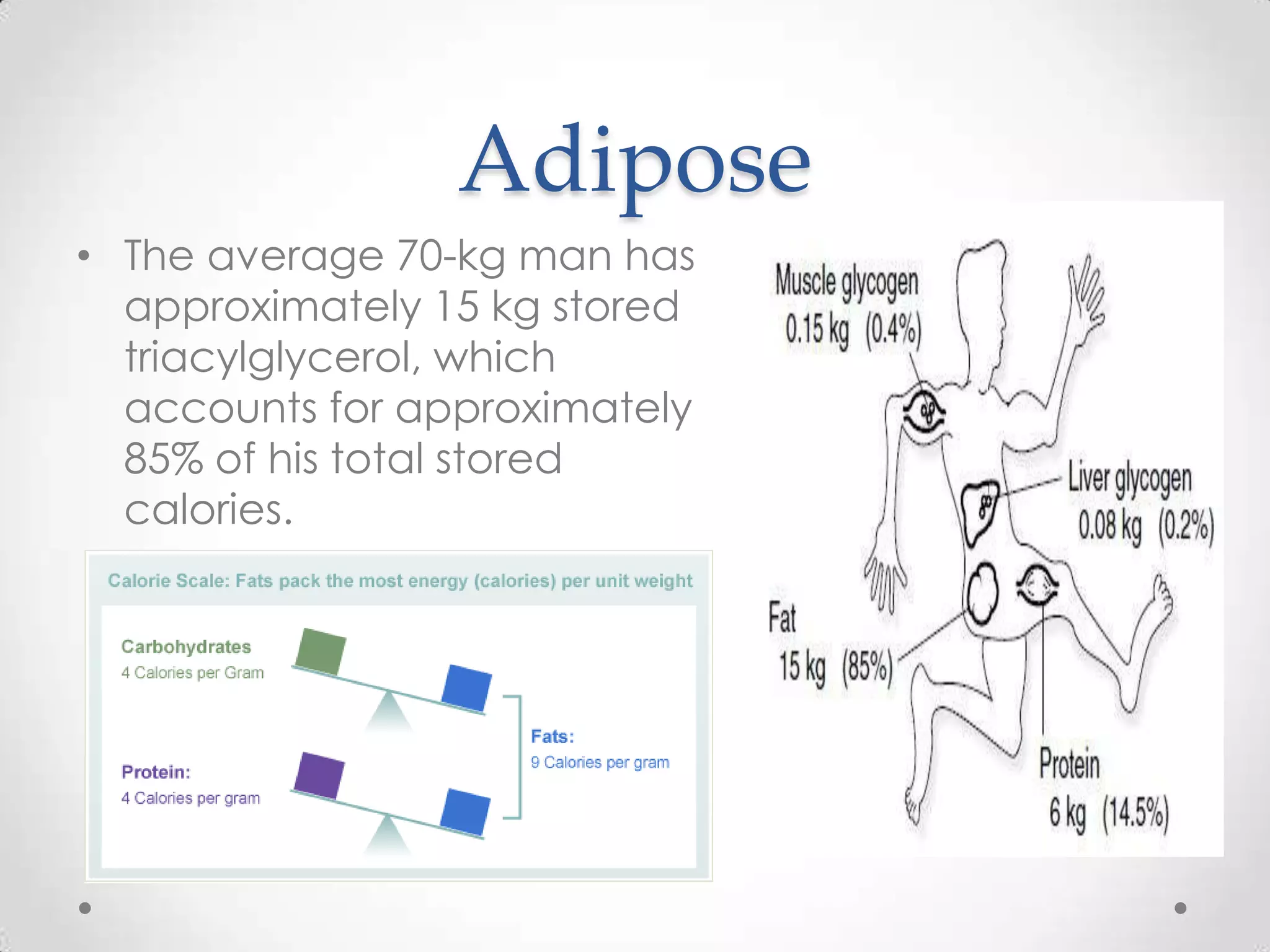 Adipose
• The average 70-kg man has
approximately 15 kg stored
triacylglycerol, which
accounts for approximately
85% of his total stored
calories.
 