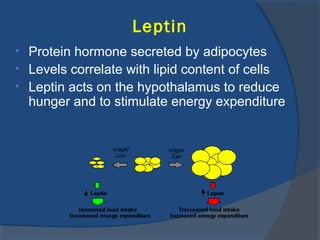 Leptin
• Protein hormone secreted by adipocytes
• Levels correlate with lipid content of cells
• Leptin acts on the hypothalamus to reduce
hunger and to stimulate energy expenditure
 