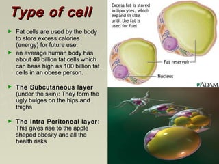 Type of cellType of cell
► Fat cells are used by the bodyFat cells are used by the body
to store excess caloriesto store excess calories
(energy) for future use.(energy) for future use.
► an average human body hasan average human body has
about 40 billion fat cells whichabout 40 billion fat cells which
can beas high as 100 billion fatcan beas high as 100 billion fat
cells in an obese person.cells in an obese person.
► The Subcutaneous layerThe Subcutaneous layer
(under the skin): They form the(under the skin): They form the
ugly bulges on the hips andugly bulges on the hips and
thighsthighs
► The Intra Peritoneal layerThe Intra Peritoneal layer ::
This gives rise to the appleThis gives rise to the apple
shaped obesity and all theshaped obesity and all the
health riskshealth risks
 