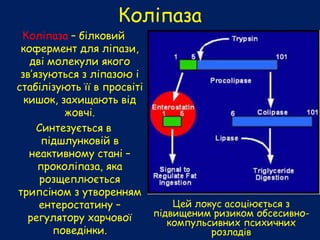 Коліпаза
Коліпаза – білковий
кофермент для ліпази,
дві молекули якого
зв’язуються з ліпазою і
стабілізують її в просвіті
кишок, захищають від
жовчі.
Синтезується в
підшлунковій в
неактивному стані –
проколіпаза, яка
розщеплюється
трипсіном з утворенням
ентеростатину –
регулятору харчової
поведінки.
Цей локус асоціюється з
підвищеним ризиком обсесивно-
компульсивних психичних
розладів
 