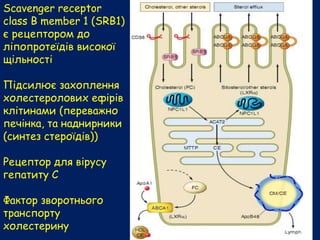 Scavenger receptor
class B member 1 (SRB1)
є рецептором до
ліпопротеїдів високої
щільності
Підсилює захоплення
холестеролових ефірів
клітинами (переважно
печінка, та наднирники
(синтез стероїдів))
Рецептор для вірусу
гепатиту С
Фактор зворотнього
транспорту
холестерину
 