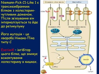 Niemann-Pick C1-Like 1 є
трансмембранним
білком з холестерин-
чутливим доменом.
Після зв’язування він
інтерналізується та йде
до ретикулуму
Його мутація – це
хвороба Німана-Піка
типу С
Езетіміб – інгібітор
цього білка, що знижує
всмоктування
холестерину в кишках.
 