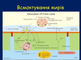 Всмоктування жирів
 