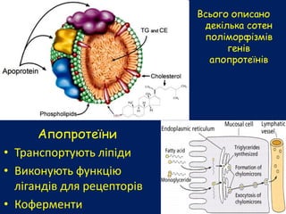 Апопротеїни
• Транспортують ліпіди
• Виконують функцію
лігандів для рецепторів
• Коферменти
Всього описано
декілька сотен
поліморфізмів
генів
апопротеїнів
 