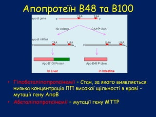 Апопротеїн В48 та В100
• Гіпобеталіпопротеїнемії – Стан, за якого виявляється
низька концентрація ЛП високої щільності в крові -
мутації гену АпоВ
• Абеталіпопротеїнемії – мутації гену MTTP
 