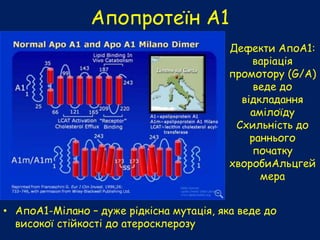 Апопротеїн А1
• АпоА1-Мілано – дуже рідкісна мутація, яка веде до
високої стійкості до атеросклерозу
Дефекти АпоА1:
варіація
промотору (G/A)
веде до
відкладання
амілоїду
Схильність до
раннього
початку
хворобиАльцгей
мера
 