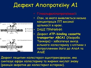 Дефект Апопротеїну А1
• Гіпоальфаліпопротеїнемії:
• Стан, за якого виявляється низька
концентрація ЛП високої
щільності в крові.
• ІНШІ ПРИЧИНИ:
• Дефект ATP-binding cassette
transporter ABCA1 (Хвороба
Танжера) – забезпечує вихід
вільного холестерину з клітини з
потраплянням його до АпоА та
АпоЕ
Дефект лецитин-холестерол ацилтрансферази, яка
синтезує ефіри холестерину та жирних кислот знову
(реакція зворотня до холестерил естерази).
 