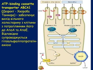 ATP-binding cassette
transporter ABCA1
(Дефект - Хвороба
Танжера) – забезпечує
вихід вільного
холестерину з клітини
з потраплянням його
до АпоА та АпоЕ.
Відповідно
супроводжується
гіпоальфаліпопротеїїн-
емією
 