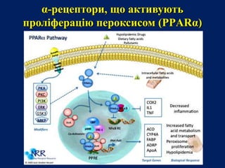 α-рецептори, що активують
проліферацію пероксисом (PPАRα)
 