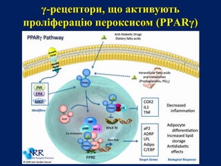 γ-рецептори, що активують
проліферацію пероксисом (PPАRγ)
 