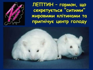 ЛЕПТИН – гормон, що
секретується “ситими”
жировими клітинами та
пригнічує центр голоду
 