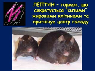 ЛЕПТИН – гормон, що
секретується “ситими”
жировими клітинами та
пригнічує центр голоду
 