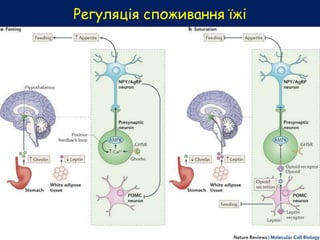 Регуляція споживання їжі
 