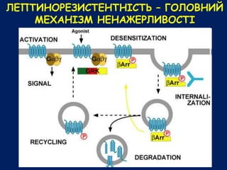 ЛЕПТИНОРЕЗИСТЕНТНІСТЬ – ГОЛОВНИЙ
МЕХАНІЗМ НЕНАЖЕРЛИВОСТІ
 