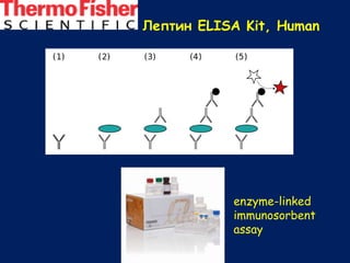 Лептин ELISA Kit, Human
enzyme-linked
immunosorbent
assay
 