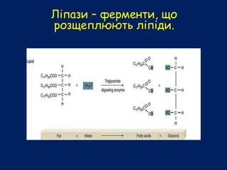 Ліпази – ферменти, що
розщеплюють ліпіди.
 